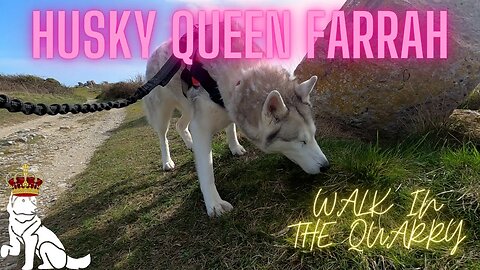 Husky Queen Farrah goes for a walk in the quarry