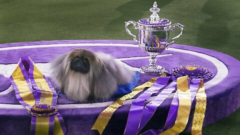 Wasabi The Pekingese Wins Westminster Kennel Club Dog Show