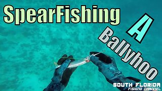 Spearfishing ballyhoo & finding a reef anchor