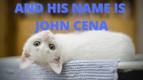 Cats Doing John Cena Moves 😂 😂 😂