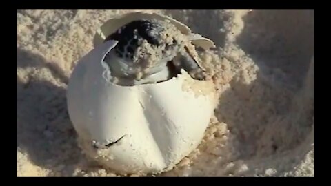 Turtles Hatching & Big Whaleshark Encounter. Mnemba Island, Zanzibar