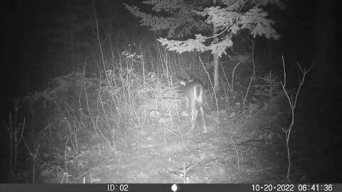 Trailcam footage Oct. 19-20, 20022 #nature #deer #fox