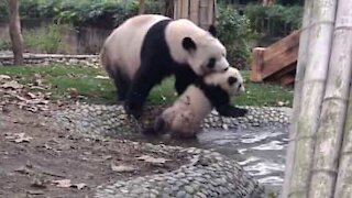 Mamma panda obbliga il bebè a fare il bagnetto