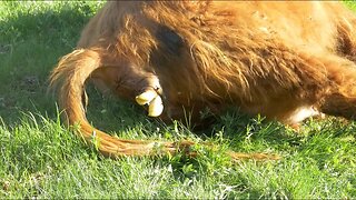 The Amazing Birth Of A Highland Cattle | 4K Video