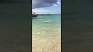 SHARK IN THE WATER