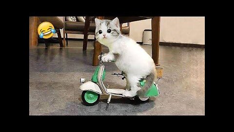 Funny Animal Videos || Cute Animal Videos || Funny Dog and Cat Videos || Hilarious Pet Videos || Funny Video #07