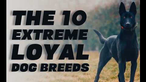 The 10 Extreme Loyal Dog Breeds