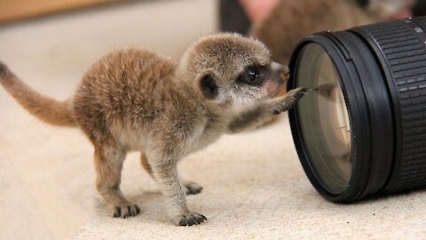 Precious Meerkat Pups Playing.