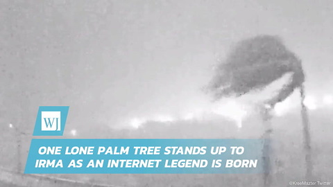 One Lone Palm Tree Stands Up To Irma As An Internet Legend Is Born