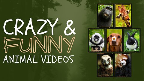 Most Funniest Animals Video 2024🐱😂
