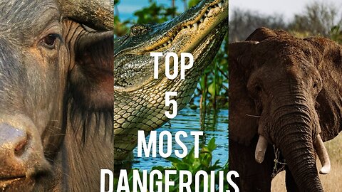 Top 5 most dangerous animals - World most dangerous animals