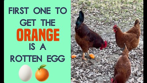 Orange Loving Chickens