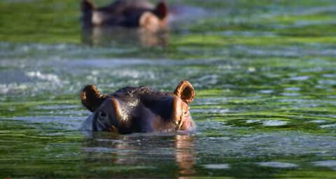 Hippos Peaking Out of the Water