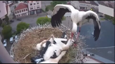 KILLER WHITE STORK THE MOST EVIL ANIMAL ON EARTH-1