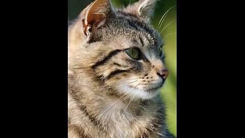 Cute Cat WhatsApp status tamil