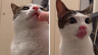 Kitten Hilariously Spits Out Healthy Treat