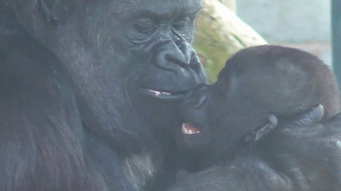 Gorilla mom preciously entertains her baby