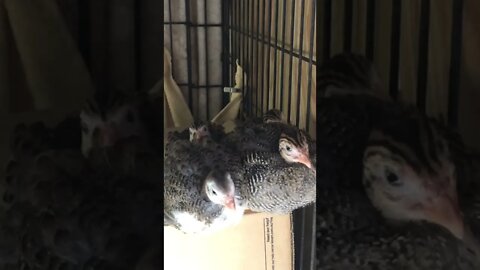 Guinea fowl keets Day 4 - 6 weeks old