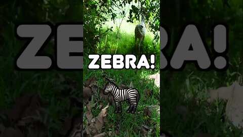 👑 David in Malaysia Jungle with a wild Zebra 🦓 #funnyshorts #short