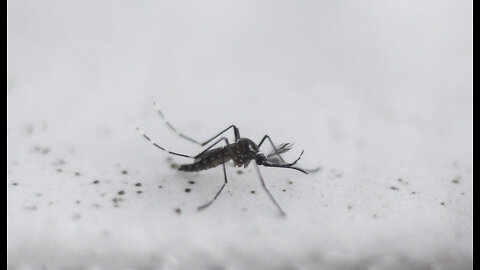 Millions of Genetically Modified Mosquitoes Set to Be Released in California and Florida