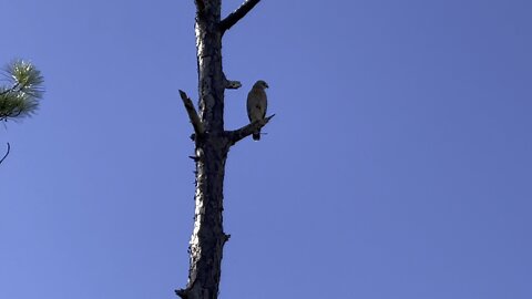 Red Tailed Hawk 4K (Widescreen)