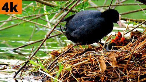 Coot birds are taking care of their babies