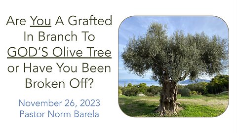 Are You A Grafted In Branch To GOD’S Olive Tree Or Have You Been Broken Off?