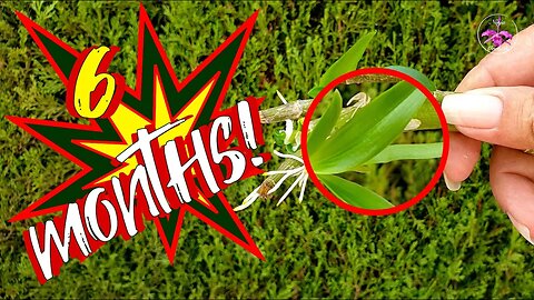 Propagating Dendrobium Canes Keiki Growth Results | How to Propagate Orchids Next Step #ninjaorchids
