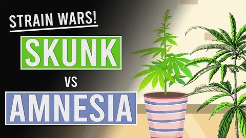 Skunk Vs Amnesia: Who Wins?