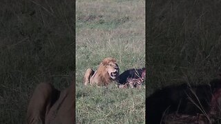 Maasai Mara Sightings Today 08/03/23 (Lions, Hyena, etc) | Zebra Plains | #shorts #shortsafrica