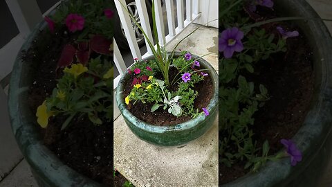 Our Gardens ~ #shorts #garden #spring #springflowers