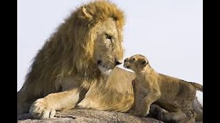 The lion and his young sons are a very wonderful sight