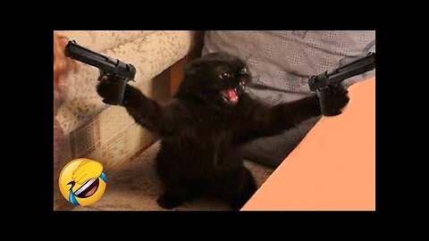 The Best Funny Cat Video Compilation - You Won't Stop Laughing!