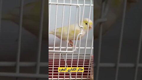 مسابقة افضل طائر حسون مغرد