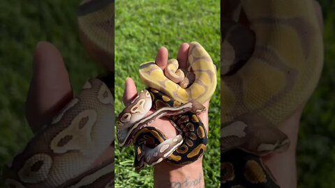 3 COLORFUL Baby Ball Pythons! 😊🐍