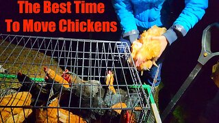 The Best Time to Move Chickens