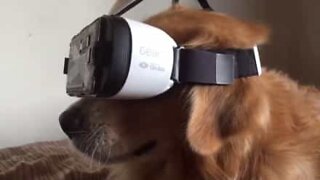 Hund eksperimenterer med virtuell VR headset