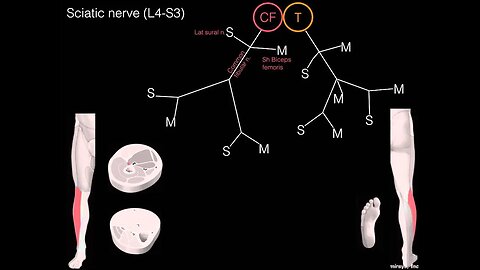 Sciatic nerve schematic