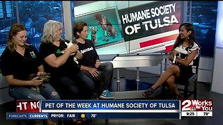 Humane Society of Tulsa's Pet of the Week on July 13