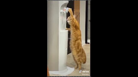 Funniest Cats - Funny Cats Lif