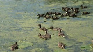 28 ducks released into the wild by the Wisconsin Humane Society