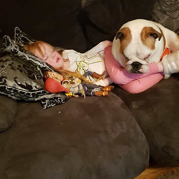 English Bulldogs preciously watch over sleeping girl