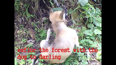 exflore the forest with the dog to darling