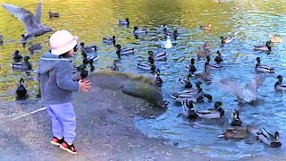 Adorable toddler excitedly feeds the hungry ducks. This will make your day.