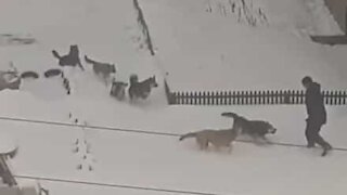 Man chased down street by 10 stray dogs