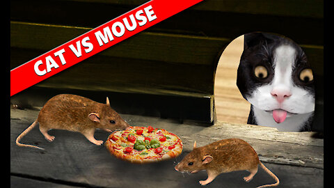 Mouse vs. Cat Fight