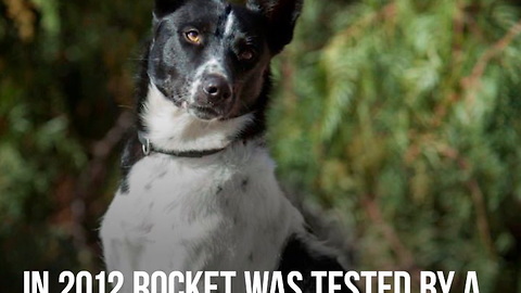 Rocket the Dog Goes from Death Row to Search and Rescue Team