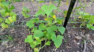 My first time garden