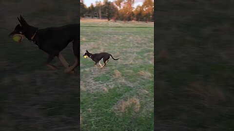 The Green Grass Is Returning, With Kelpie Pup Jess