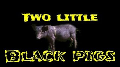 Black Little Pigs - A Good Morning Surprise in the Neighbourhood